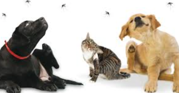 Mosquitoes Dangerous For Pets