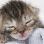 kittens die from fleas