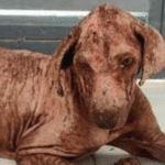 Ehrlichiosis In Dogs