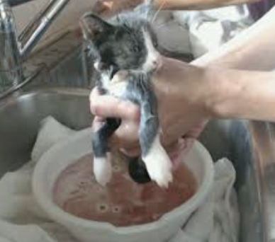 fleas on kittens